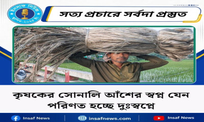 কৃষকের সোনালি আঁশের স্বপ্ন যেন পরিণত হচ্ছে দুঃস্বপ্নে